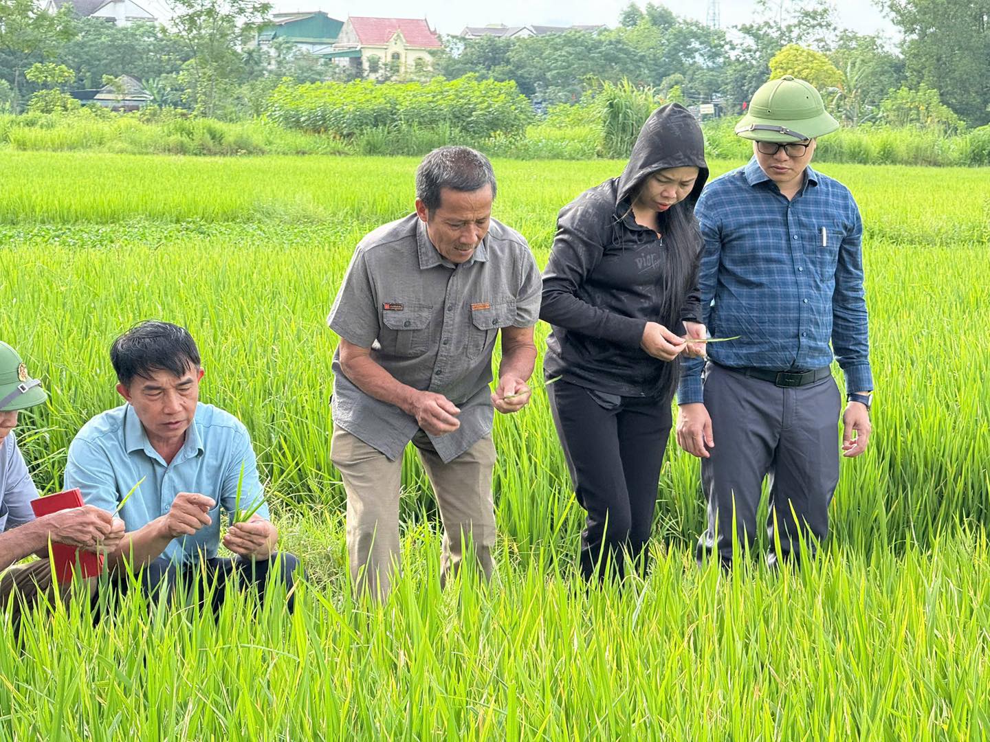 CHỦ ĐỘNG PHÒNG TRỪ SÂU CUỐN LÁ, BẢO VỆ MÙA MÀNG VỤ HÈ THU