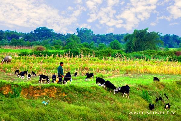 Mô hình hỗ trợ bò sinh sản cho hộ nghèo Ý nghĩa lớn hiệu quả cao   Hànộimới