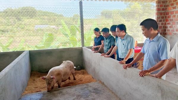 MÔ HÌNH CHĂN NUÔI LỢN TẬP TRUNG  ÔNG LÊ VĂN BÀNG